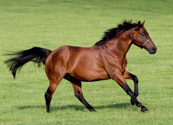 Dubawi Heads Expanded Darley RosterDubawi Heads Expanded Darley Roster