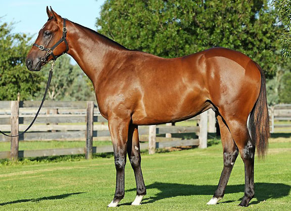 Redoute's Choice Colt Wows on Debut