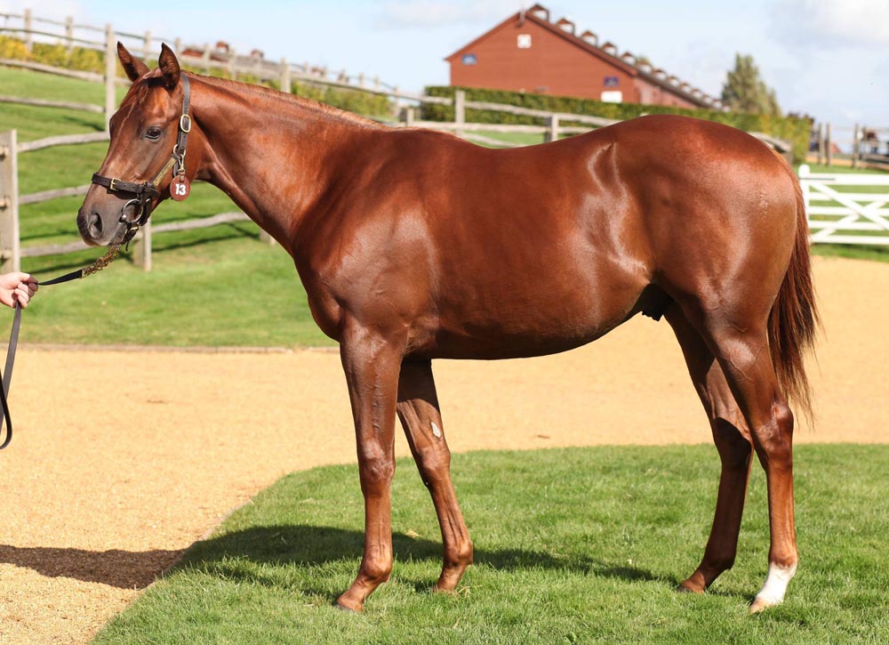 Dubawi Colt Matches 2016 Topper