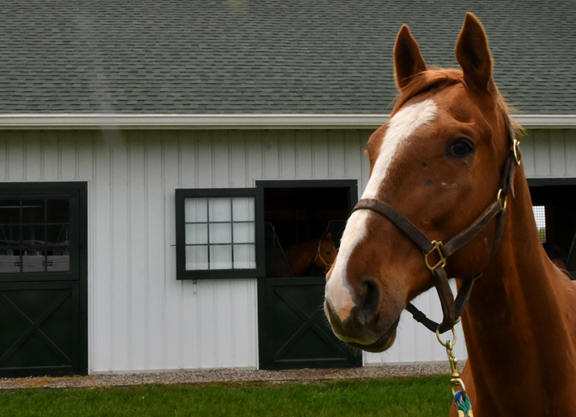 Amanda Duckworth Author at TDN Thoroughbred Daily News Horse