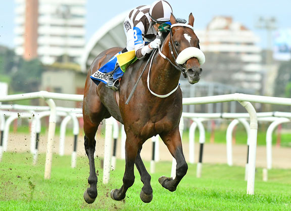 Argentinian Horse of the Year Puerto Escondido Retired