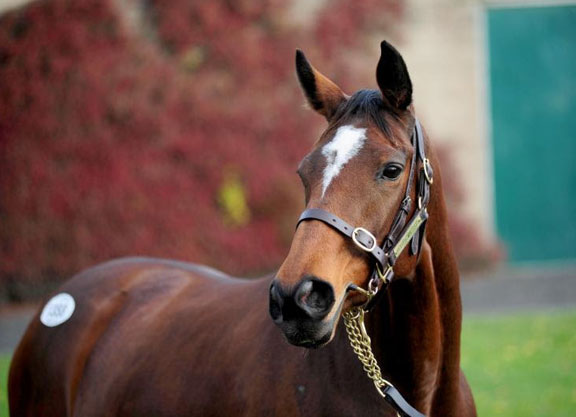 Mare Trade Strong At Tatts Ireland