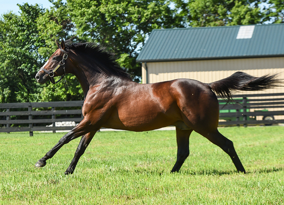 Pletcher Saddles 50th Winner For Constitution