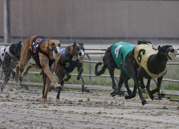 how many greyhounds die each year from racing in florida