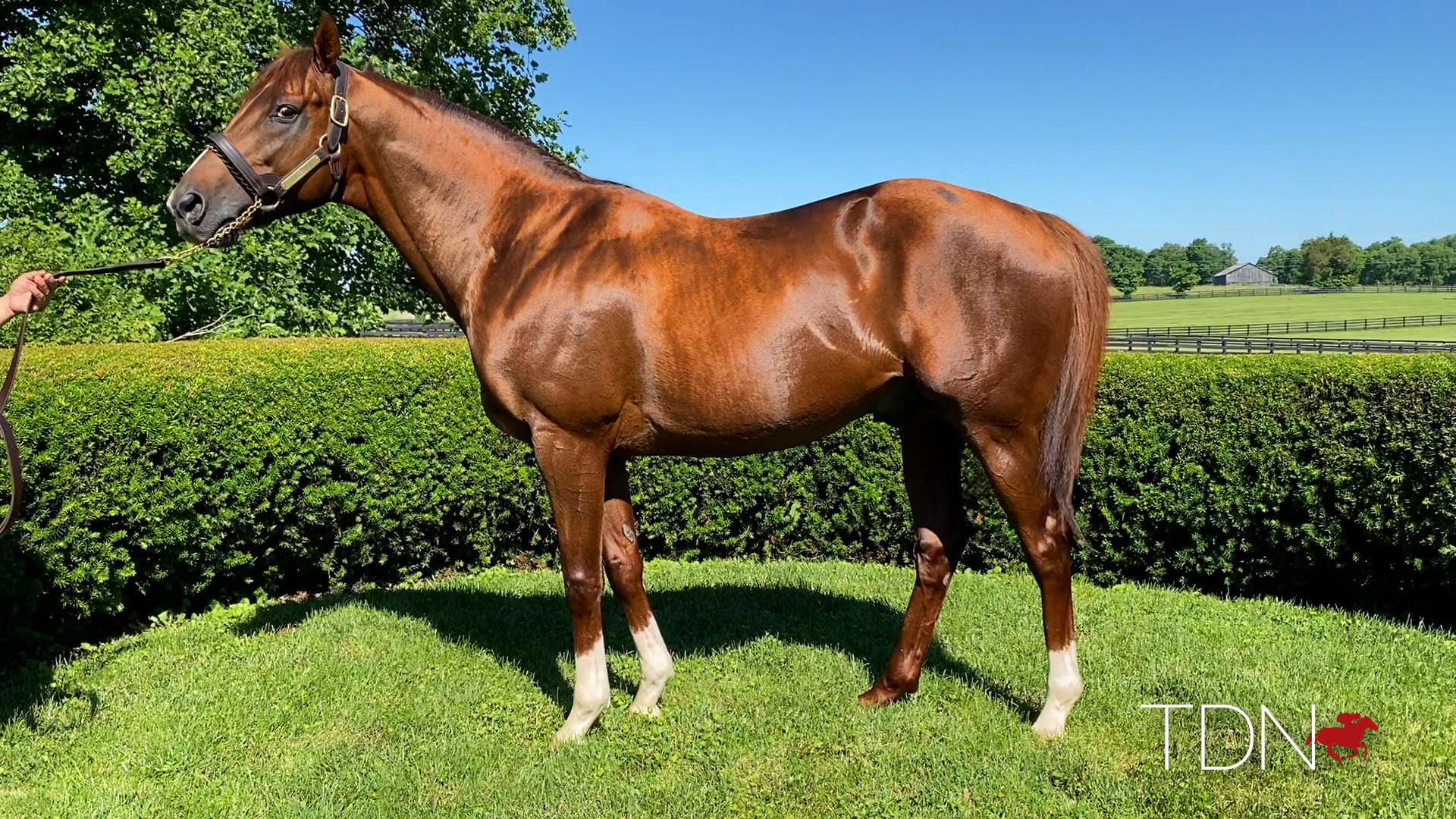 Collected's First Crop Reflecting His Pedigree's Sire Power TDN