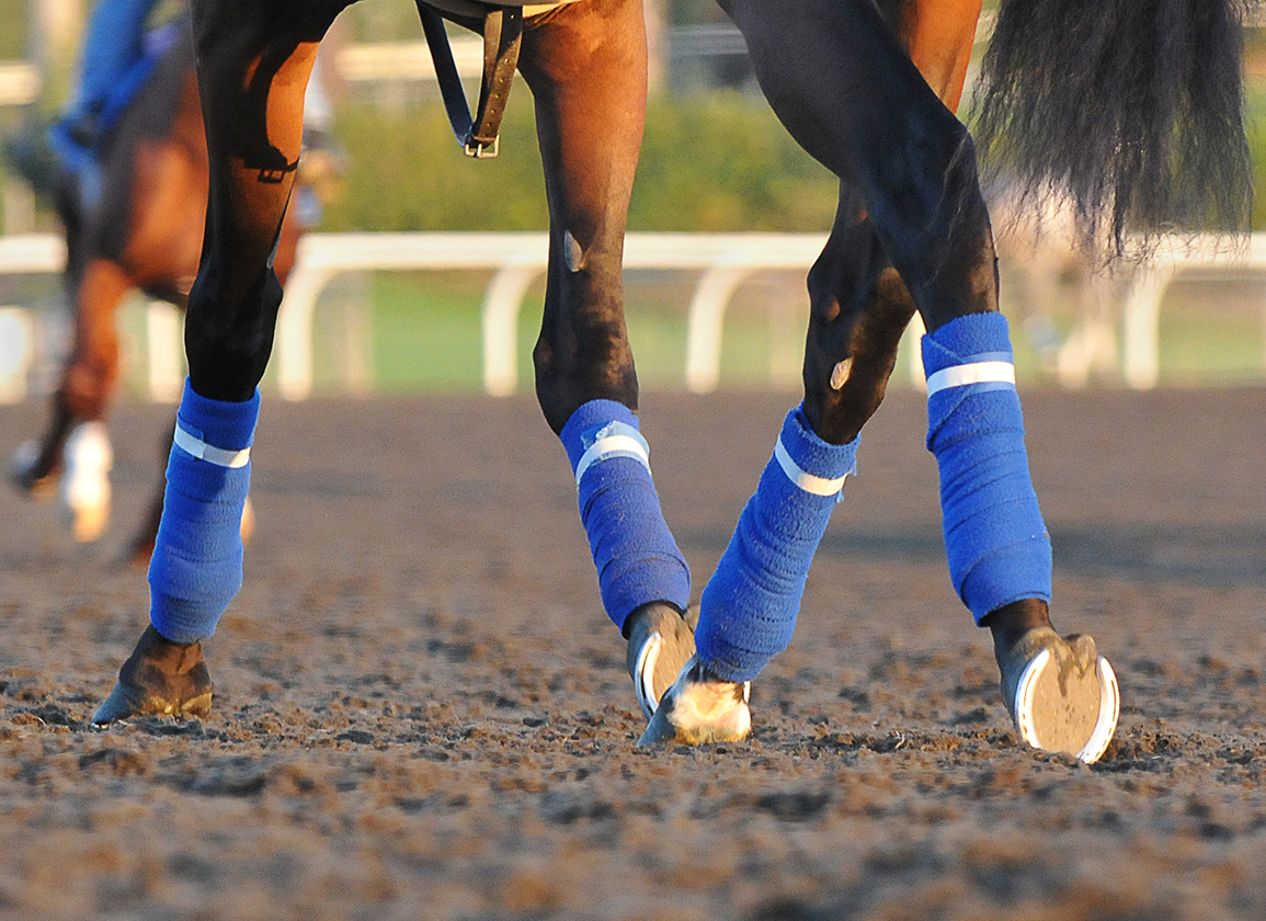 Synthetic Horseshoes Reduce Impact - Horse Science News