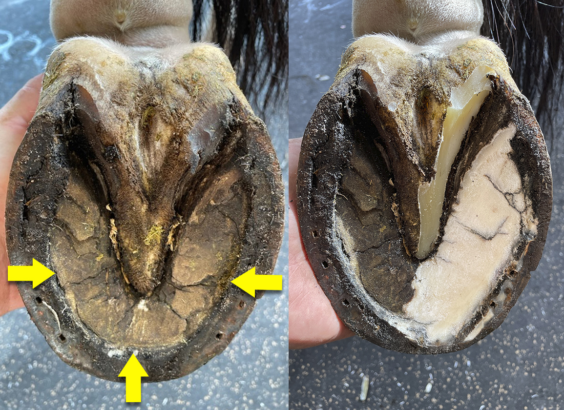 Managing Horses with Pigeon-Toed Feet: Treatment & Guidelines