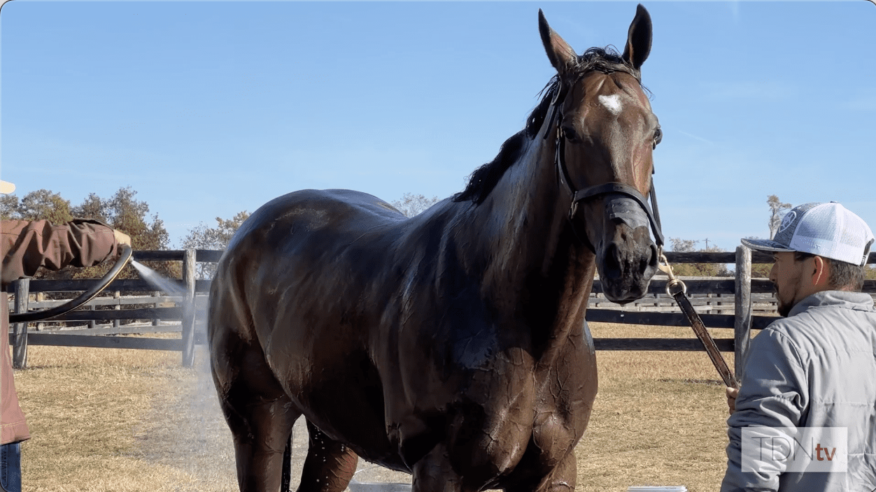 Wesley Ward and Campanelle Prepare for Last Dance in Breeders' Cup Turf Sprint