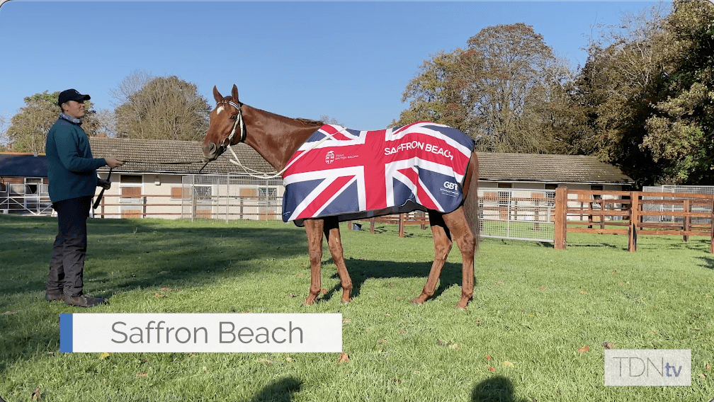 Tattersalls Sceptre Sessions Next For Saffron Beach