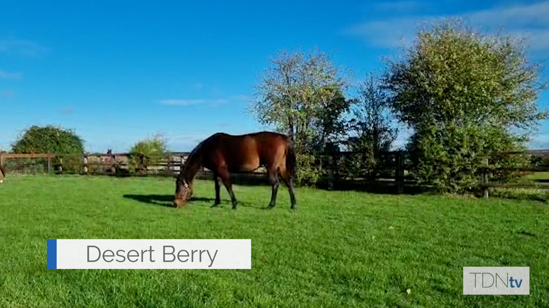 Dam of Derby Winner A Highlight For The Tattersalls Sceptre Sessions