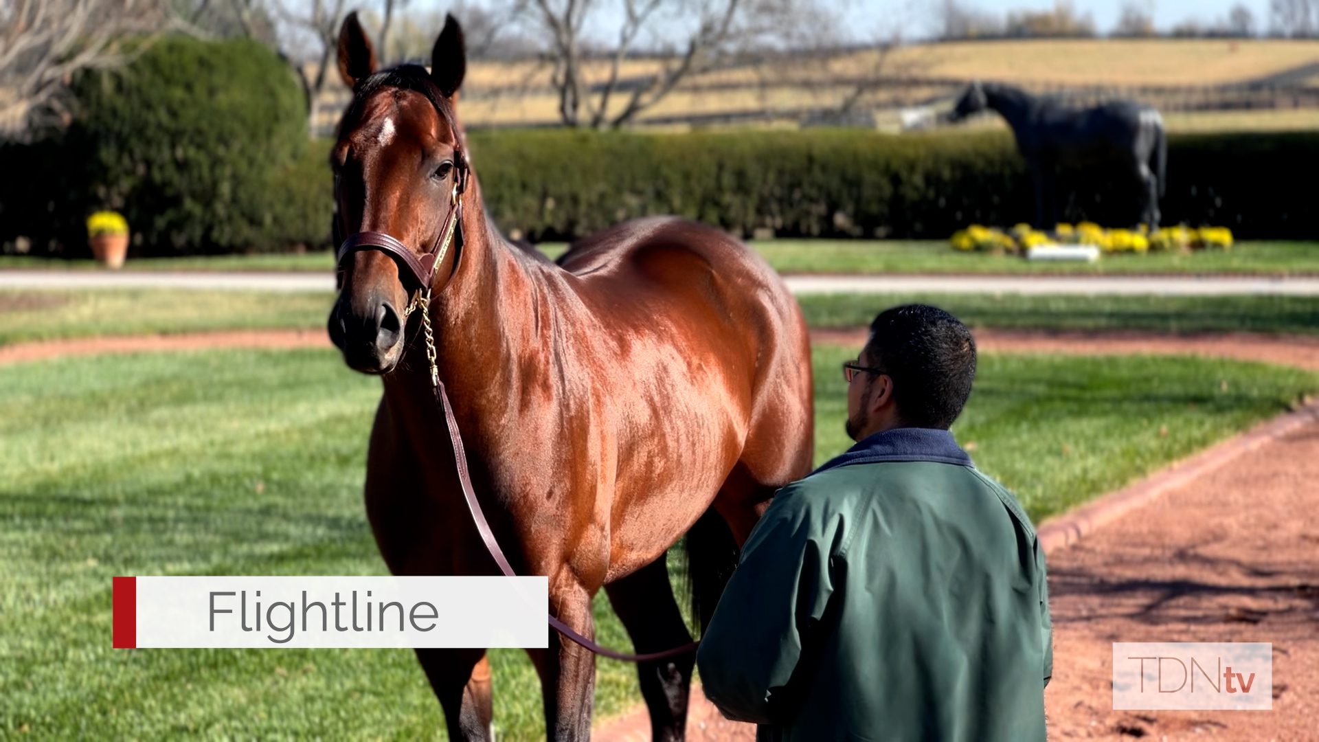 Flightline Settles Into New Home at Lane's End