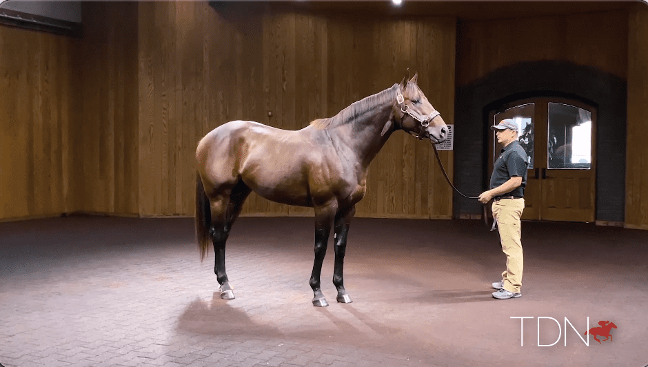 Global Campaign, Bolt d'Oro's Half-Brother by Curlin, at WinStar