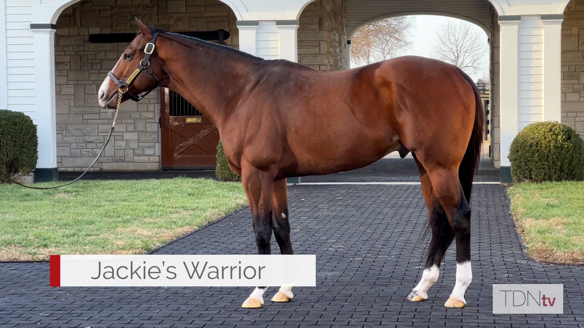 Champion Jackie's Warrior and Belmont Hero Mo Donegal Join Spendthrift Roster