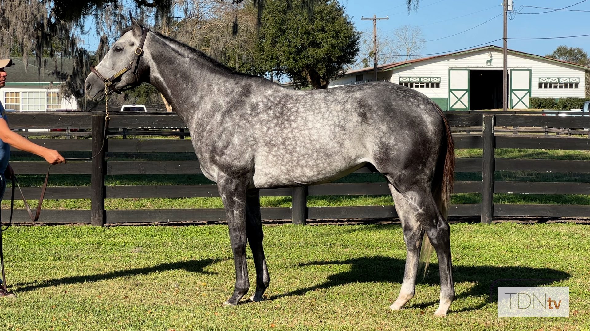 Ocala Stud Offers Intriguing New Trio to Florida Breeders