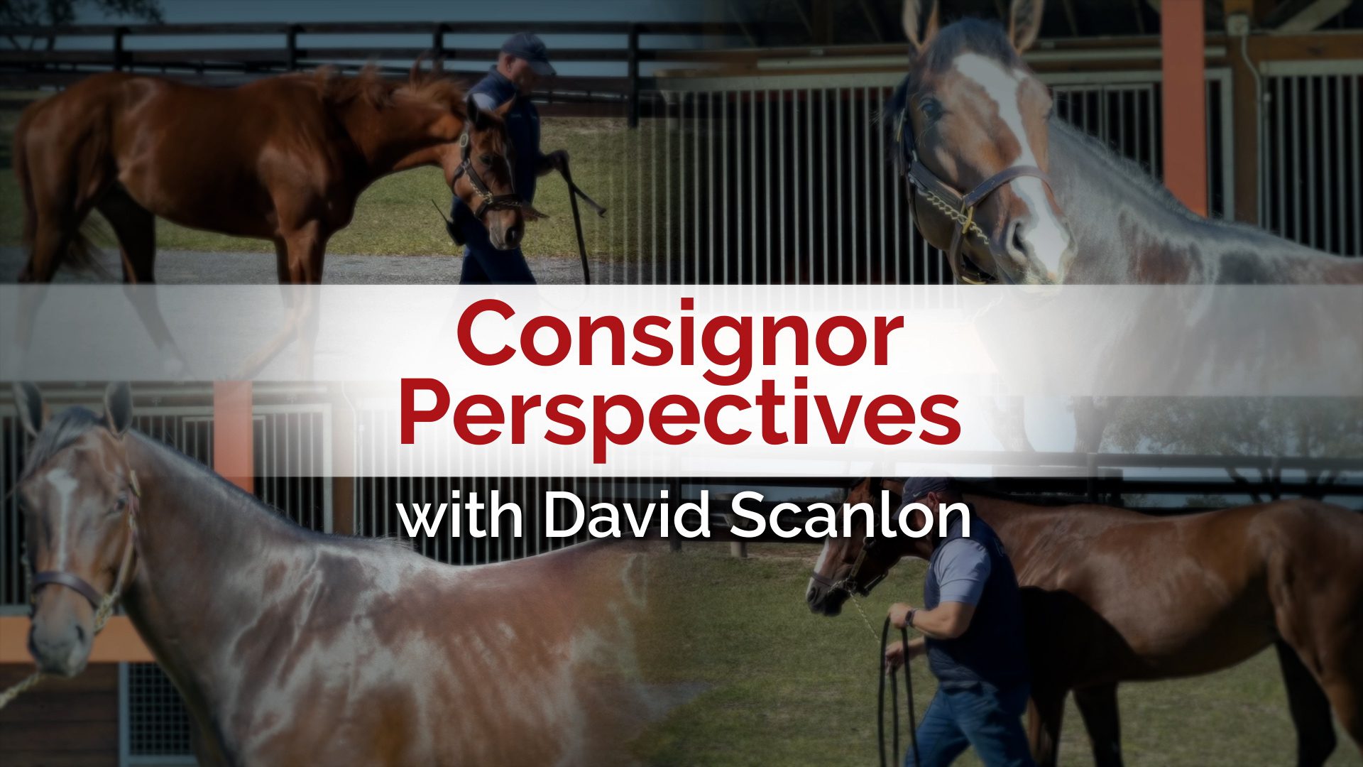 Consignor Perspectives with David Scanlon