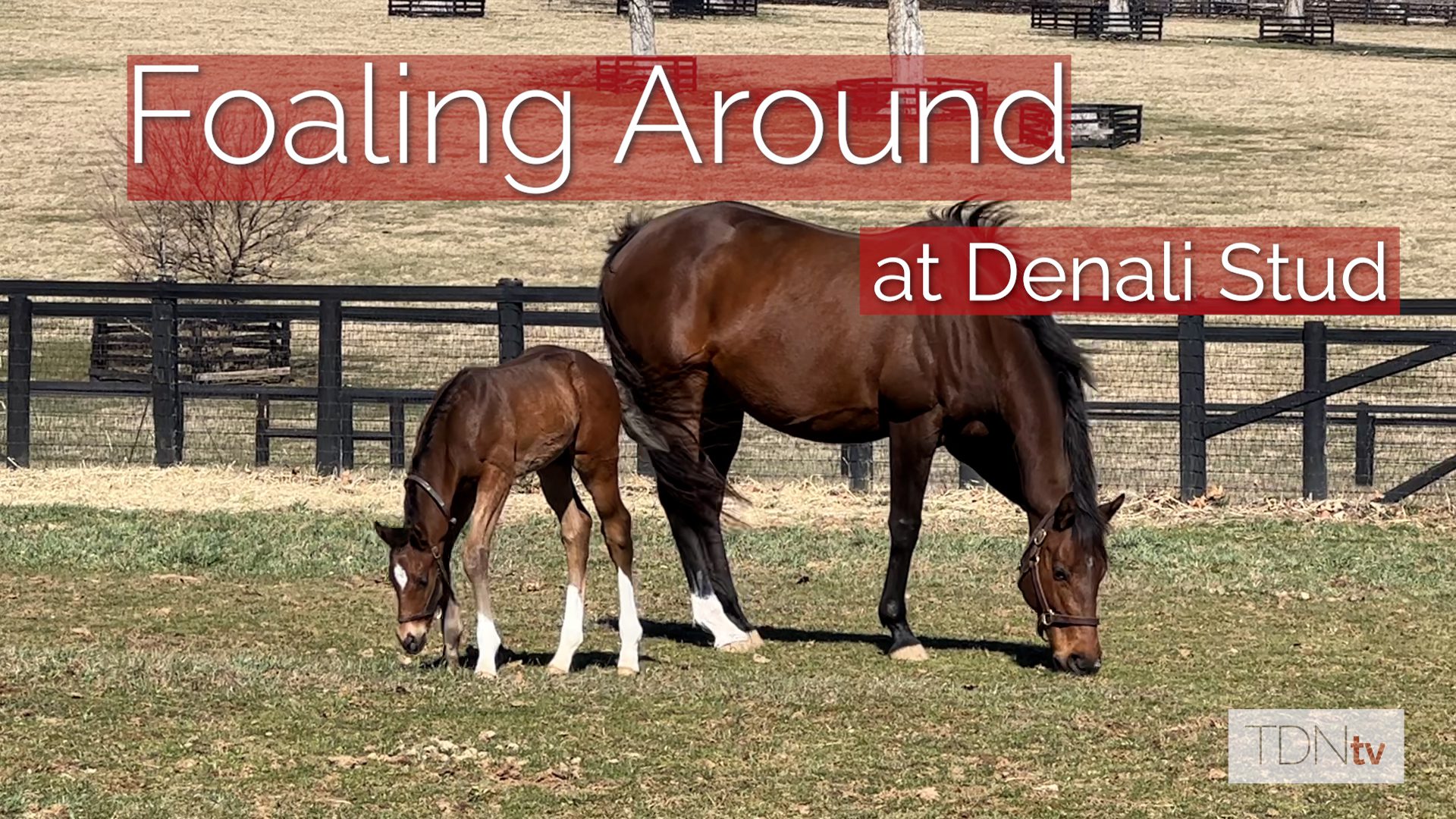 Foaling Around at Denali Stud