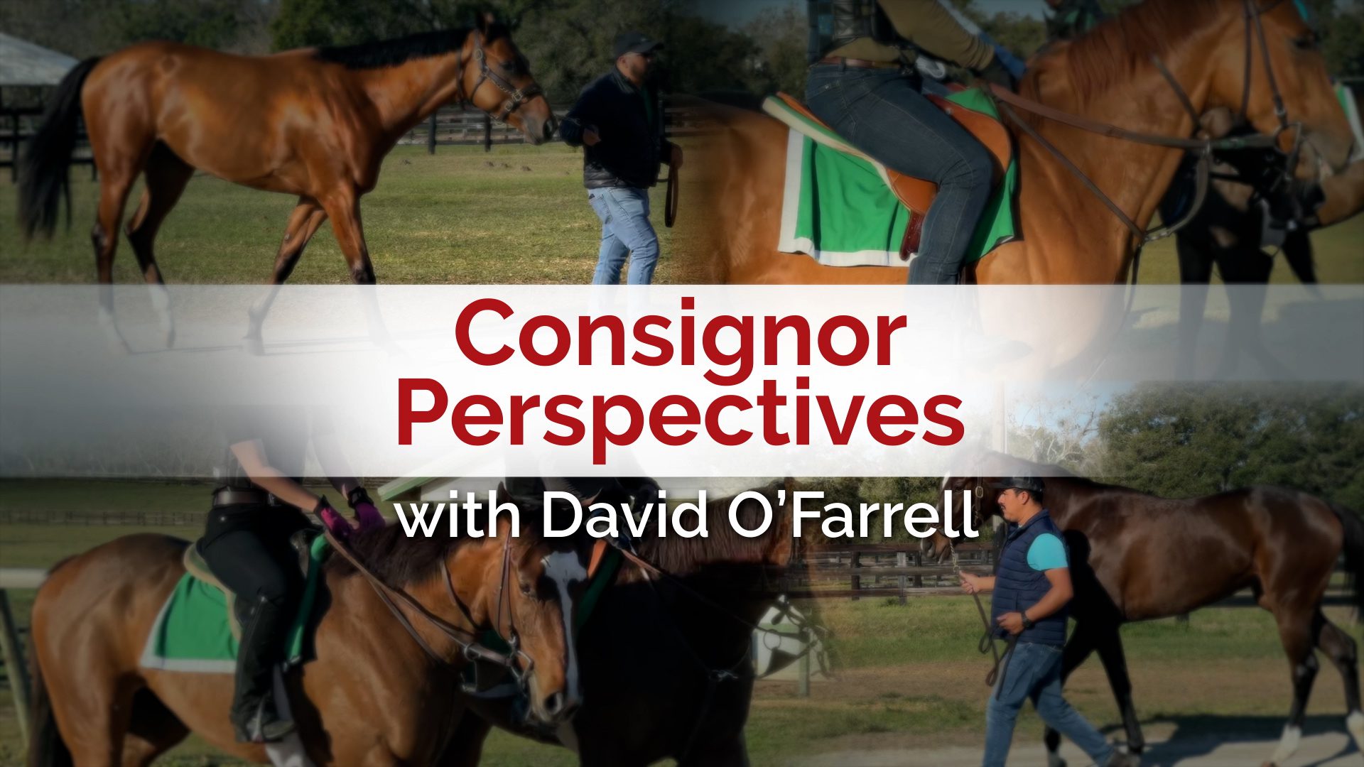 Consignor Perspectives with David O'Farrell