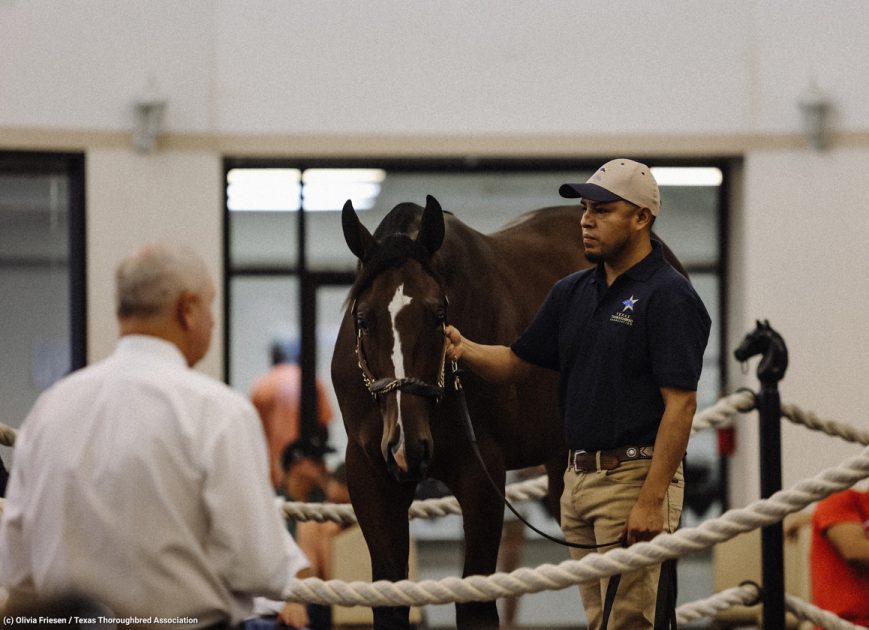 Practical Joke Colt Tops Texas Yearling Sale