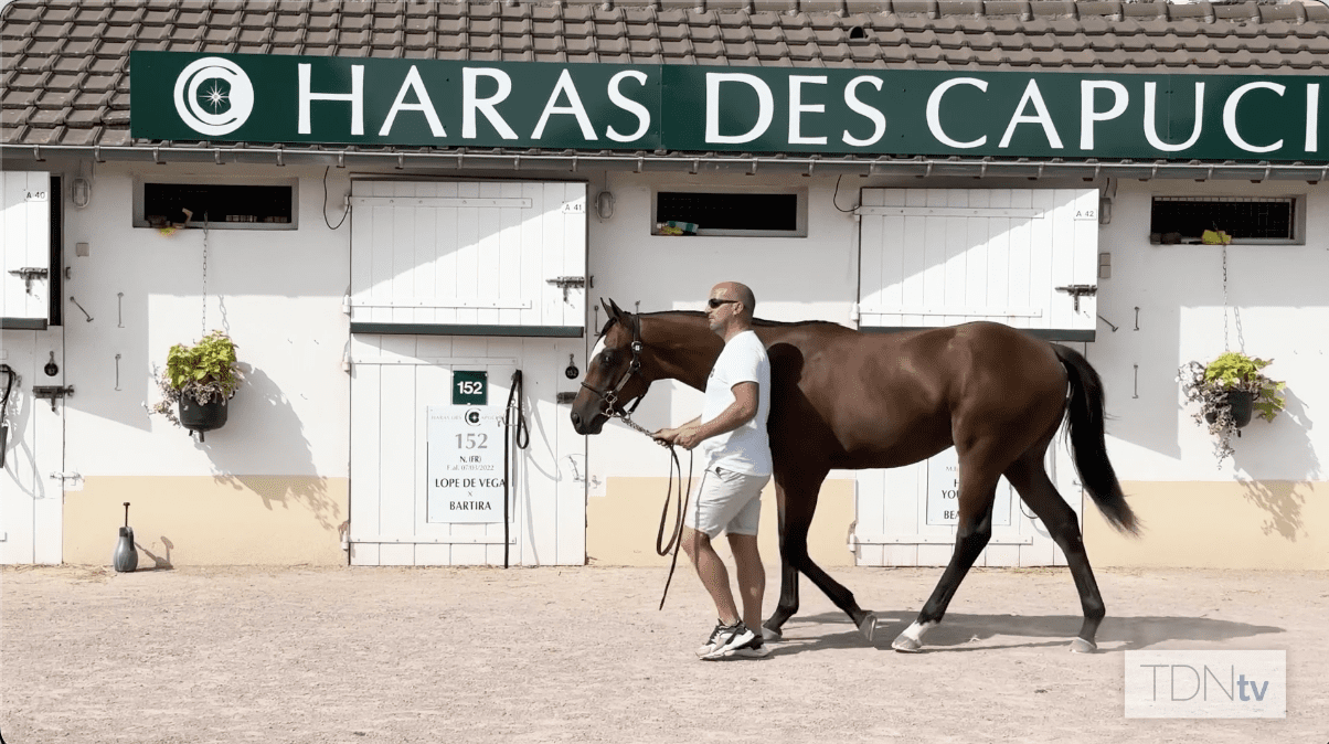 First Yearlings for Arqana-Grad Sottsass on the Market in Deauville