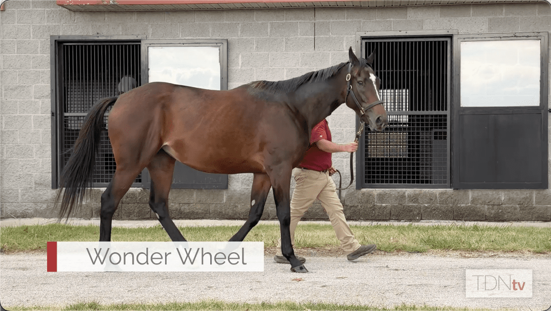 Wonder Wheel Could Provide Buyer The Ride of a Lifetime at Fasig-Tipton November