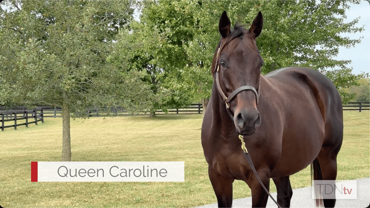 Queen Caroline, dam of champion Forte, sells at the Fasig-Tipton November Sale