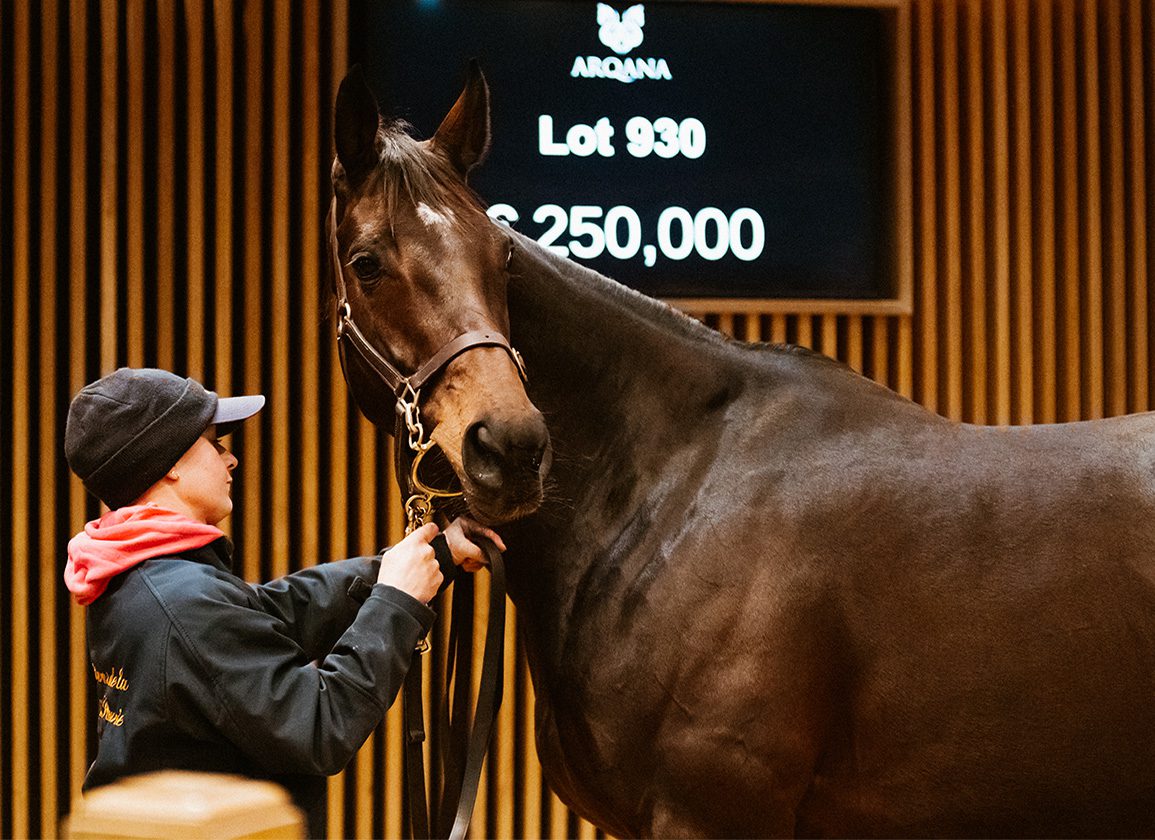 Breeding Stock Session Concludes Arqana Jumps Fare