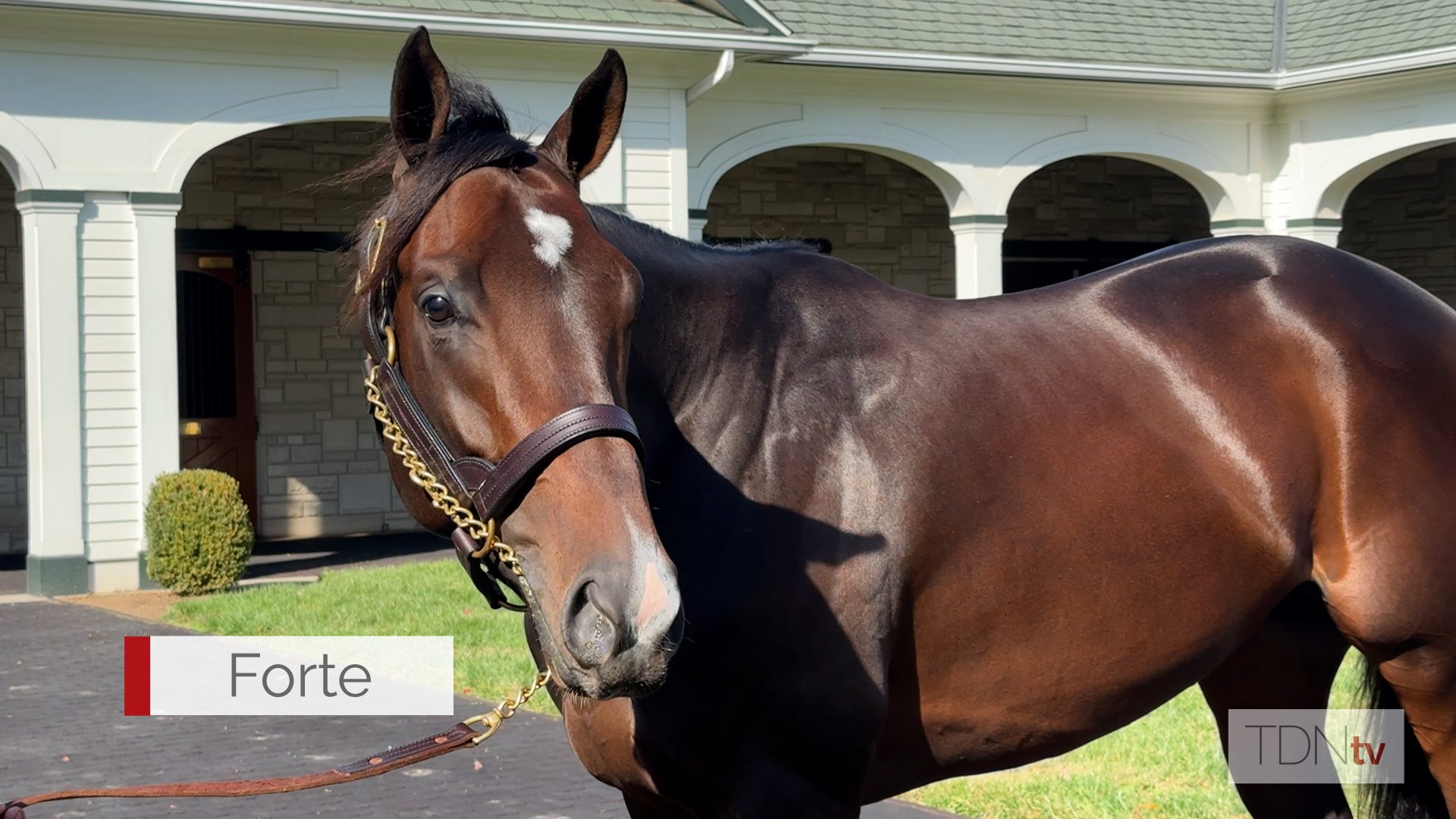 Champion Forte Settling in at Spendthrift