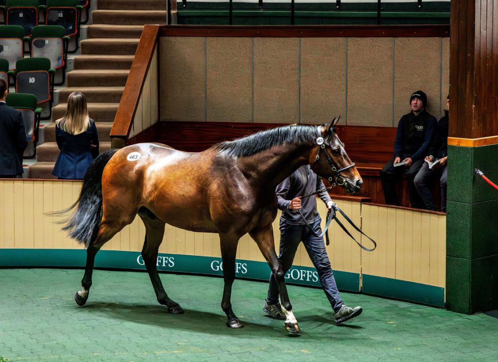 Goffs Arkle Sale Part II Archives TDN Thoroughbred Daily News