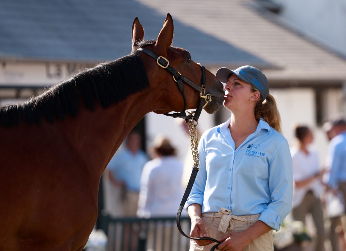 Stewart Makes A Major Splash At Arqana With €1.4 Million Wootton