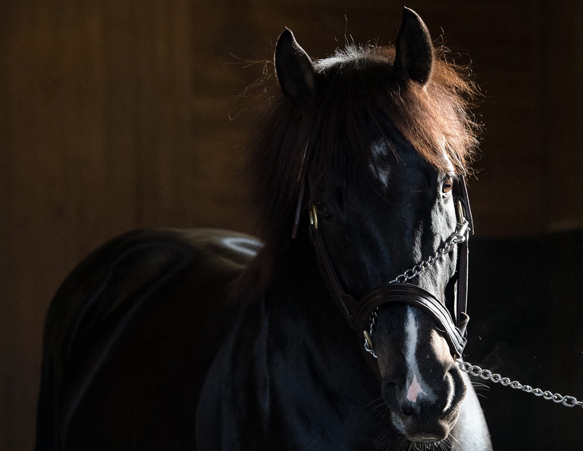 War Dancer Returns to Rockridge Stud for 2025