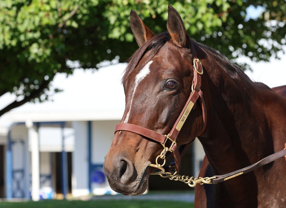 Mystik Dan Connections Celebrate the Journey with Star Broodmare Ma'am