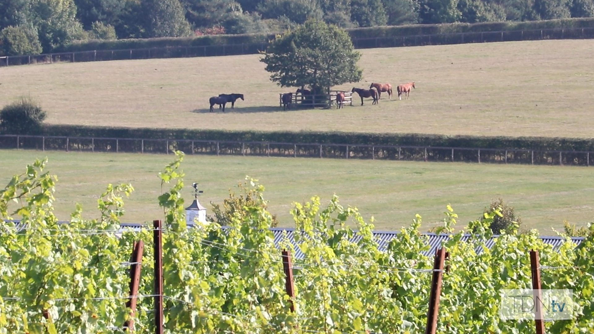 Fine Horses And Fine Wine To Be Found At Newsells Park