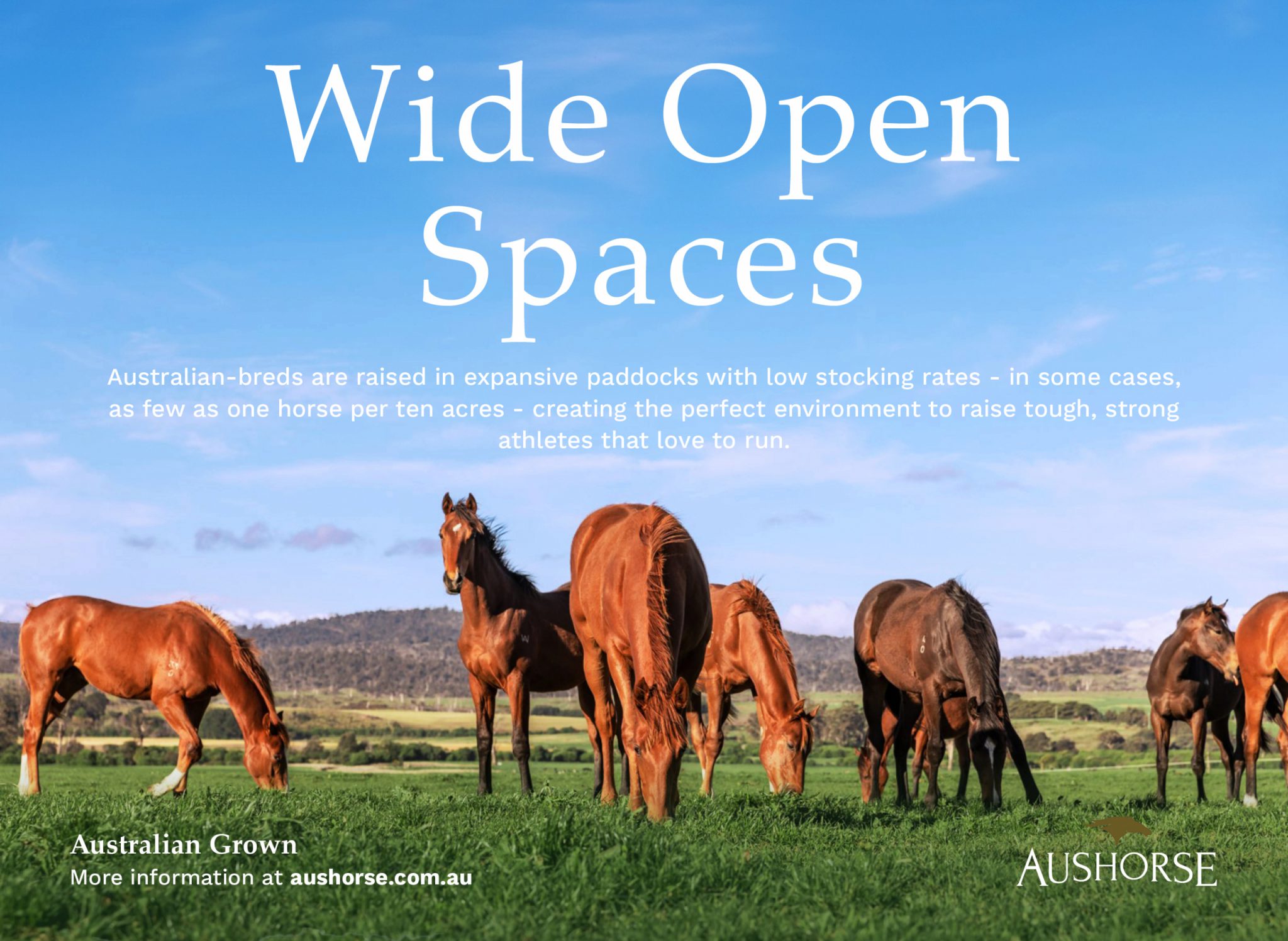 Aushorse 11-30-24 Wide Open Spaces