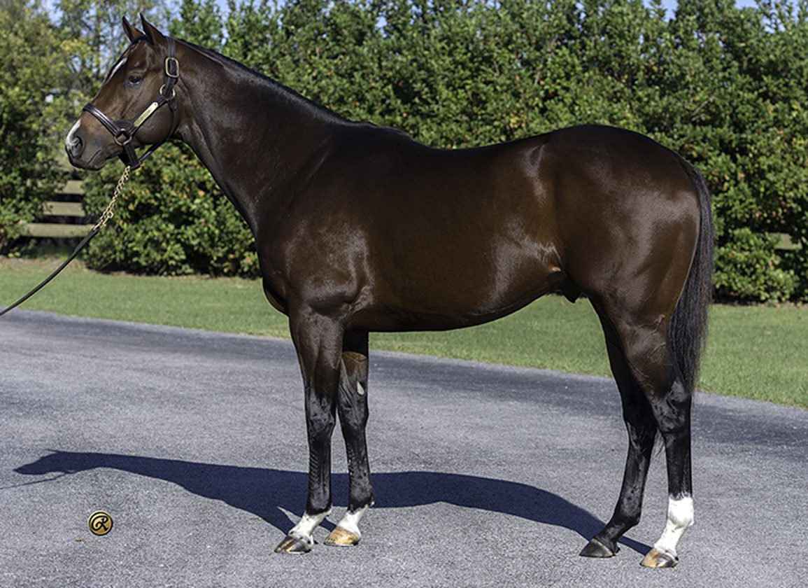 Multiple Leading Florida Sire Khozan Relocated To Ocala Stud For 2025