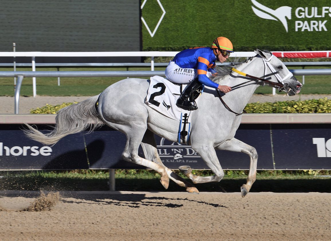 Breeders Cup Champion White Abarrio Makes Stylish Return to Racing in Gulfstream Romp