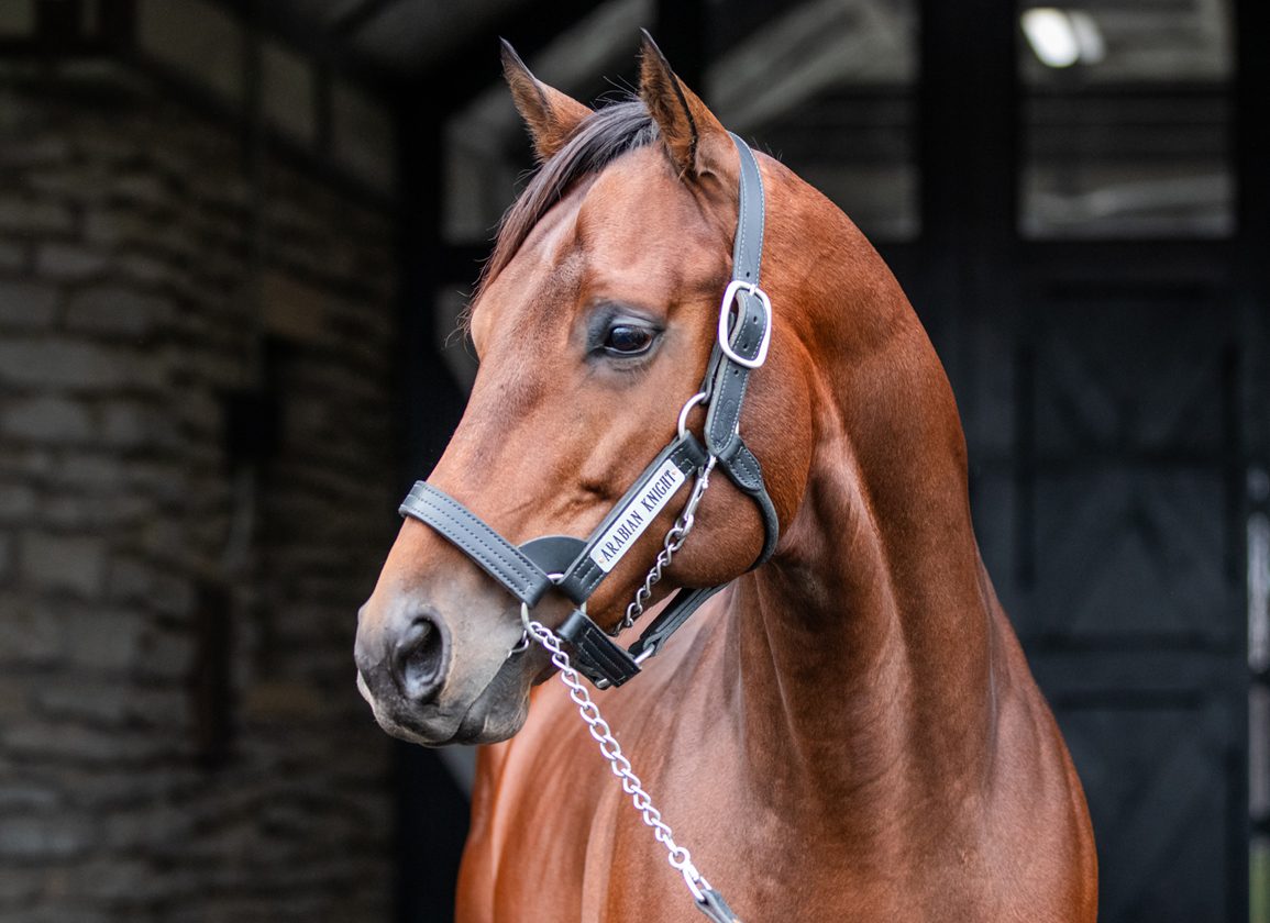 Arabian Knight, the Most Popular New Sire in Hill 'n' Dale History