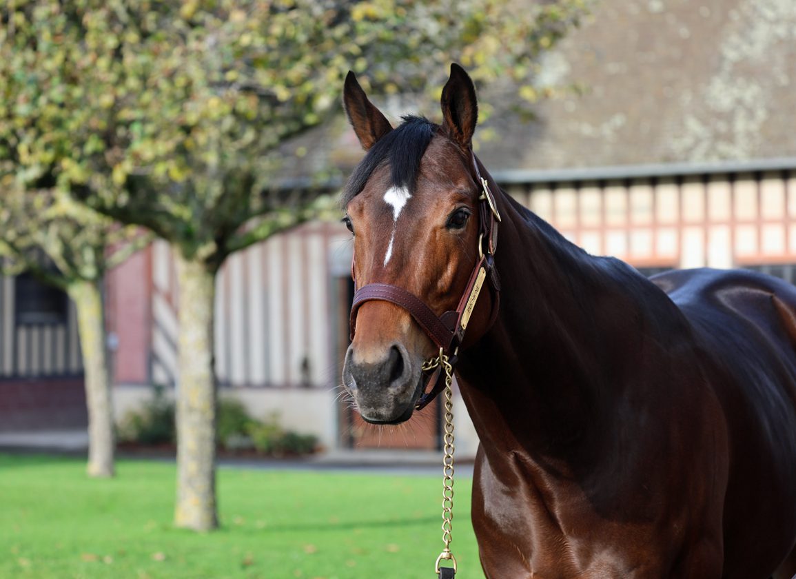 Puchkine Joins Growing Roster at Haras de Beaumont